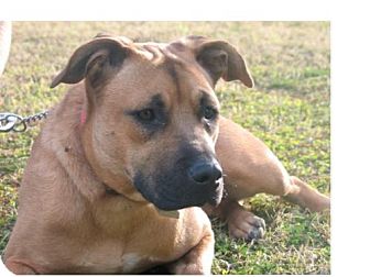 Staffordshire Bull Terrier/German Shepherd Dog Mix Dog for Sale in Chandler, Arizona - Sheeba Staffordshire Bull Terrier/German Shepherd Dog Mix Dog for Sale in Chandler, Arizona - Sheeba