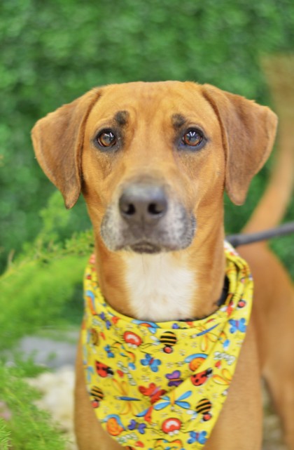 Gulfport MS Black Mouth Cur Meet Chase A Pet For Adoption