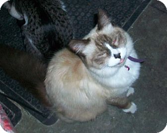 Snowshoe Cat for Sale in Brea, California - Bookie Snowshoe Cat for Sale in Brea, California - Bookie