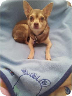 Chihuahua Dog for Sale in Boynton Beach, Florida - Braxton Chihuahua Dog for Sale in Boynton Beach, Florida - Braxton