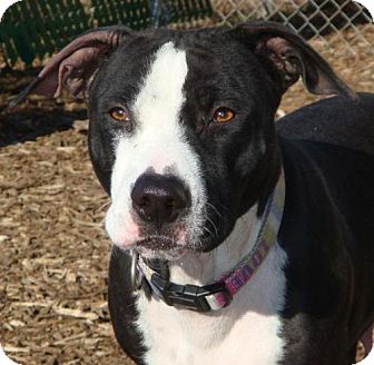 American Pit Bull Terrier Mix Dog for Sale in Red Bluff, California - Star-URGENT American Pit Bull Terrier Mix Dog for Sale in Red Bluff, California - Star-URGENT
