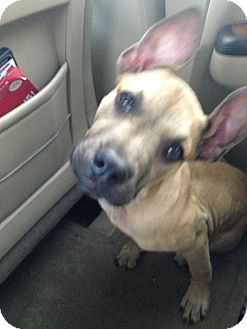Great Dane/Boxer Mix Puppy for Sale in Orlando, Florida - Tipsy Great Dane/Boxer Mix Puppy for Sale in Orlando, Florida - Tipsy