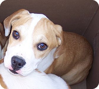 Boxer/St. Bernard Mix Puppy for Sale in Brookville, Indiana - Diego Boxer/St. Bernard Mix Puppy for Sale in Brookville, Indiana - Diego