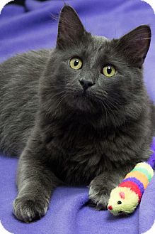 Domestic Mediumhair Cat for Sale in Chicago, Illinois - Plum Domestic Mediumhair Cat for Sale in Chicago, Illinois - Plum