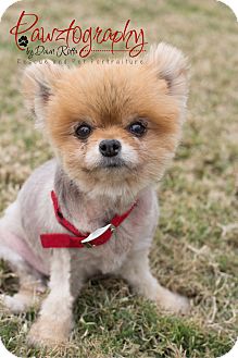 Pomeranian Dog for Sale in Chandler, Arizona - Phoebe Pomeranian Dog for Sale in Chandler, Arizona - Phoebe