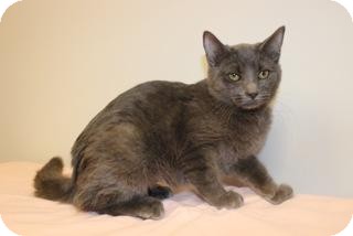 Russian Blue Cat for Sale in Gainesville, Florida - Poptart Russian Blue Cat for Sale in Gainesville, Florida - Poptart