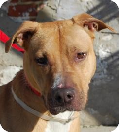 American Pit Bull Terrier/Labrador Retriever Mix Dog for Sale in Brooklyn, New York - Ciera American Pit Bull Terrier/Labrador Retriever Mix Dog for Sale in Brooklyn, New York - Ciera