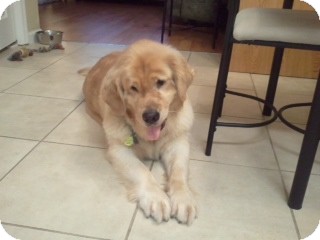 Golden Retriever Dog for Sale in Brattleboro, Vermont - Sami Golden Retriever Dog for Sale in Brattleboro, Vermont - Sami