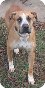 Boxer/Australian Shepherd Mix Dog for Sale in Lisbon, Ohio - Ryder Boxer/Australian Shepherd Mix Dog for Sale in Lisbon, Ohio - Ryder