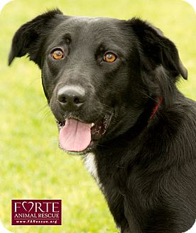 Labrador Retriever/Border Collie Mix Dog for Sale in Marina del Rey, California - Holly Labrador Retriever/Border Collie Mix Dog for Sale in Marina del Rey, California - Holly