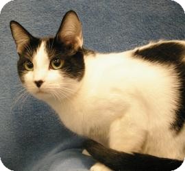 Domestic Shorthair Cat for Sale in Sacramento, California - C.C. Domestic Shorthair Cat for Sale in Sacramento, California - C.C.