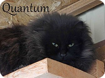 Domestic Longhair Cat for Sale in Hamilton, Montana - Quantum Domestic Longhair Cat for Sale in Hamilton, Montana - Quantum