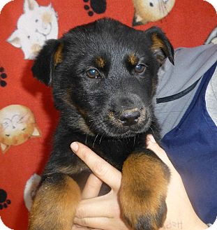 Golden Retriever/German Shepherd Dog Mix Puppy for Sale in Oviedo, Florida - Cammy Golden Retriever/German Shepherd Dog Mix Puppy for Sale in Oviedo, Florida - Cammy
