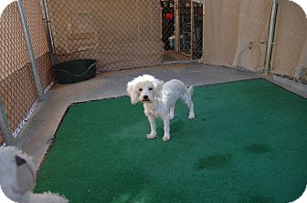 Poodle (Miniature) Mix Dog for Sale in san antonio, Texas - Holly Poodle (Miniature) Mix Dog for Sale in san antonio, Texas - Holly