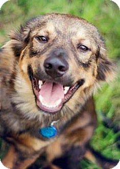 Australian Shepherd/German Shepherd Dog Mix Dog for Sale in San Antonio, Texas - Odie Australian Shepherd/German Shepherd Dog Mix Dog for Sale in San Antonio, Texas - Odie