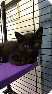 Domestic Shorthair Kitten for Sale in Richboro, Pennsylvania - John Forsythe Domestic Shorthair Kitten for Sale in Richboro, Pennsylvania - John Forsythe