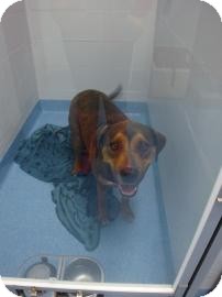 Rottweiler Mix Dog for Sale in Gainesville, Florida - Rusty Rottweiler Mix Dog for Sale in Gainesville, Florida - Rusty