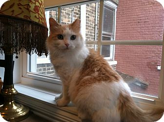 Domestic Longhair Cat for Sale in Chicago, Illinois - Dolly Domestic Longhair Cat for Sale in Chicago, Illinois - Dolly