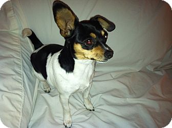 Chihuahua Mix Dog for Sale in San Diego, California - Philly URGENT Chihuahua Mix Dog for Sale in San Diego, California - Philly URGENT