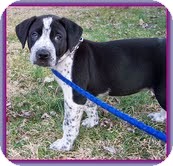 Labrador Retriever/Hound (Unknown Type) Mix Puppy for Sale in Brattleboro, Vermont - Pepper (In New England) Labrador Retriever/Hound (Unknown Type) Mix Puppy for Sale in Brattleboro, Vermont - Pepper (In New England)