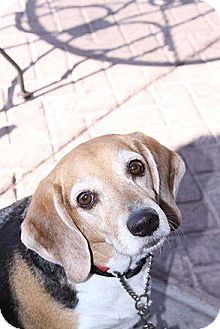 Beagle Mix Dog for Sale in Phoenix, Arizona - Stripey Beagle Mix Dog for Sale in Phoenix, Arizona - Stripey