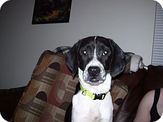 Beagle/Pointer Mix Dog for Sale in Pocahontas, Arkansas - Davy Beagle/Pointer Mix Dog for Sale in Pocahontas, Arkansas - Davy