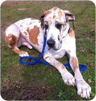 Great Dane Dog for Sale in Blooming Glen, Pennsylvania - APACHE Great Dane Dog for Sale in Blooming Glen, Pennsylvania - APACHE