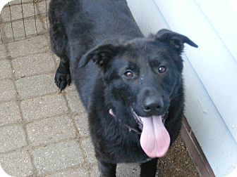 Collie/Labrador Retriever Mix Puppy for Sale in Toledo, Ohio - FRAZZLE 9 mos Collie/Labrador Retriever Mix Puppy for Sale in Toledo, Ohio - FRAZZLE 9 mos