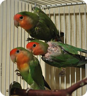 Lovebird for Sale in Shawnee Mission, Kansas - Opal Lovebird for Sale in Shawnee Mission, Kansas - Opal