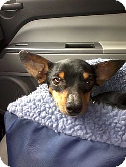 Chihuahua/Dachshund Mix Dog for Sale in Gainesville, Florida - Moe Chihuahua/Dachshund Mix Dog for Sale in Gainesville, Florida - Moe