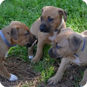 Pit Bull Terrier/Hound (Unknown Type) Mix Puppy for Sale in Athens, Georgia - Tara, Tam, and Tia Pit Bull Terrier/Hound (Unknown Type) Mix Puppy for Sale in Athens, Georgia - Tara, Tam, and Tia