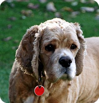 Cocker Spaniel Mix Dog for Sale in Sacramento, California - Tommy Cocker Spaniel Mix Dog for Sale in Sacramento, California - Tommy