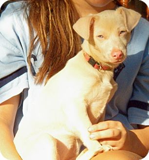 Pomeranian Mix Puppy for Sale in Niagra Falls, New York - June (blue eyes) Pomeranian Mix Puppy for Sale in Niagra Falls, New York - June (blue eyes)