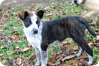 Australian Cattle Dog/Border Collie Mix Puppy for Sale in Glastonbury, Connecticut - Selena adopted! Australian Cattle Dog/Border Collie Mix Puppy for Sale in Glastonbury, Connecticut - Selena adopted!