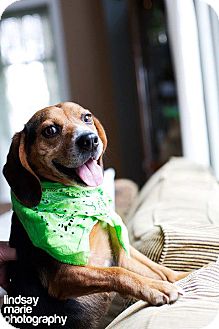 Beagle Dog for Sale in Carey, Ohio - Fred Beagle Dog for Sale in Carey, Ohio - Fred