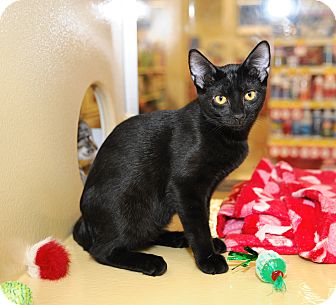 Domestic Shorthair Cat for Sale in Farmingdale, New York - Jewel Domestic Shorthair Cat for Sale in Farmingdale, New York - Jewel