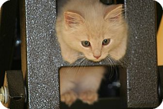 American Shorthair Kitten for Sale in Plainfield, Connecticut - Spirit American Shorthair Kitten for Sale in Plainfield, Connecticut - Spirit