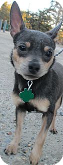 Chihuahua Dog for Sale in Forked River, New Jersey - Stanley Chihuahua Dog for Sale in Forked River, New Jersey - Stanley