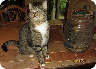 Domestic Shorthair Cat for Sale in Lincolnton, North Carolina - Buster Domestic Shorthair Cat for Sale in Lincolnton, North Carolina - Buster