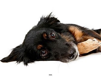 Collie Mix Dog for Sale in New York, New York - Nina Collie Mix Dog for Sale in New York, New York - Nina