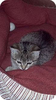 Domestic Shorthair Kitten for Sale in Sterling Hgts, Michigan - Mccoy Domestic Shorthair Kitten for Sale in Sterling Hgts, Michigan - Mccoy