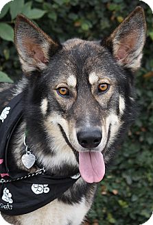 Alaskan Malamute/German Shepherd Dog Mix Dog for Sale in Los Angeles, California - Goliath von Geyer Alaskan Malamute/German Shepherd Dog Mix Dog for Sale in Los Angeles, California - Goliath von Geyer
