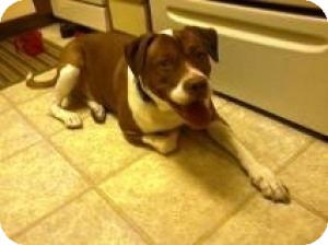 Pit Bull Terrier/Labrador Retriever Mix Dog for Sale in Las Vegas, Nevada - Simba Pit Bull Terrier/Labrador Retriever Mix Dog for Sale in Las Vegas, Nevada - Simba