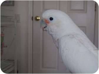 Cockatoo for Sale in Punta Gorda, Florida - Nugget Cockatoo for Sale in Punta Gorda, Florida - Nugget