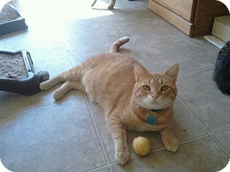 Domestic Shorthair Cat for Sale in Grand Rapids, Michigan - Carson Domestic Shorthair Cat for Sale in Grand Rapids, Michigan - Carson