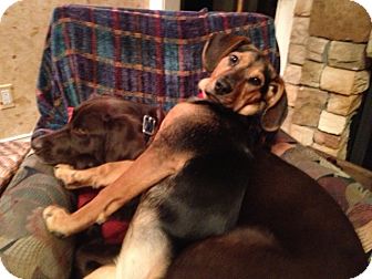 Beagle/Bloodhound Mix Puppy for Sale in Laingsburg, Michigan - Kiley Beagle/Bloodhound Mix Puppy for Sale in Laingsburg, Michigan - Kiley