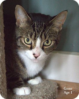Domestic Shorthair Cat for Sale in Gaithersburg, Maryland - Geno Domestic Shorthair Cat for Sale in Gaithersburg, Maryland - Geno