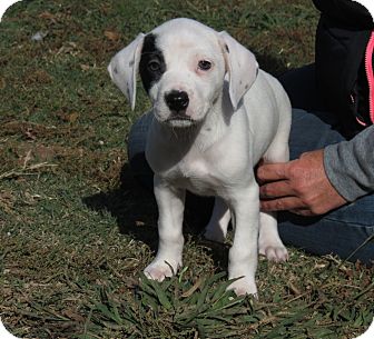 Weimaraner/English Springer Spaniel Mix Puppy for Sale in Glastonbury, Connecticut - Mistletoe~adopted~ Weimaraner/English Springer Spaniel Mix Puppy for Sale in Glastonbury, Connecticut - Mistletoe~adopted~
