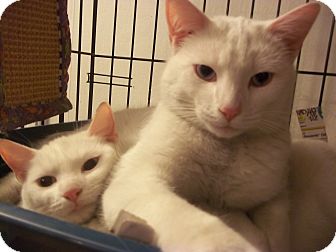 Domestic Shorthair Cat for Sale in Whitestone, New York - BROTHER N SISTER Domestic Shorthair Cat for Sale in Whitestone, New York - BROTHER N SISTER