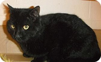 Domestic Shorthair Cat for Sale in Jackson, Michigan - Romeo Domestic Shorthair Cat for Sale in Jackson, Michigan - Romeo